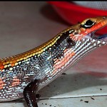 Fire skink